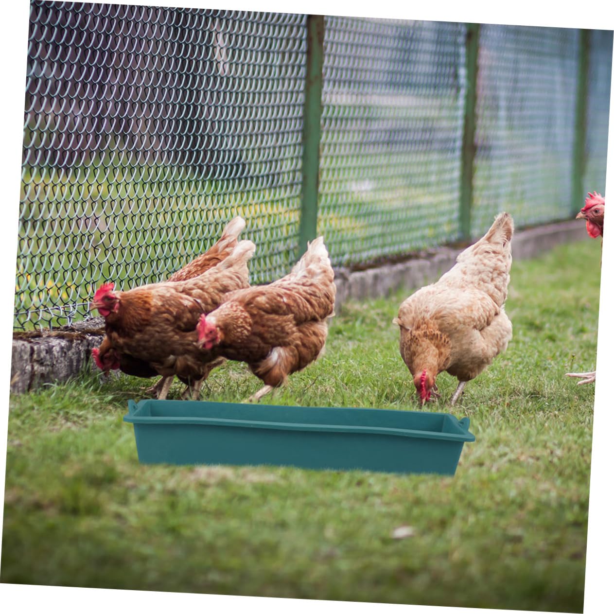 Yardwe 3 Set Di Mangiatoie Per Pollame Mangiatoie Per Polli Mangiatoie Per Parrocchetti Mangiatoie Per Bestiame Mangiatoie Per Lallevamento Durata 2 Pezzi * 3