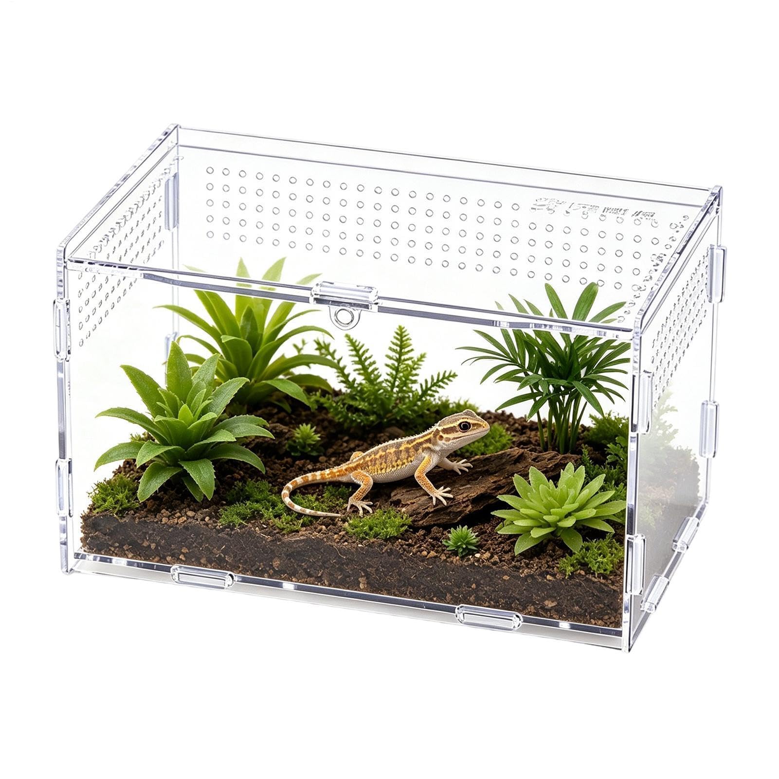 Terrarium araignée transparent pour observer l'escalade des reptiles sur votre bureau