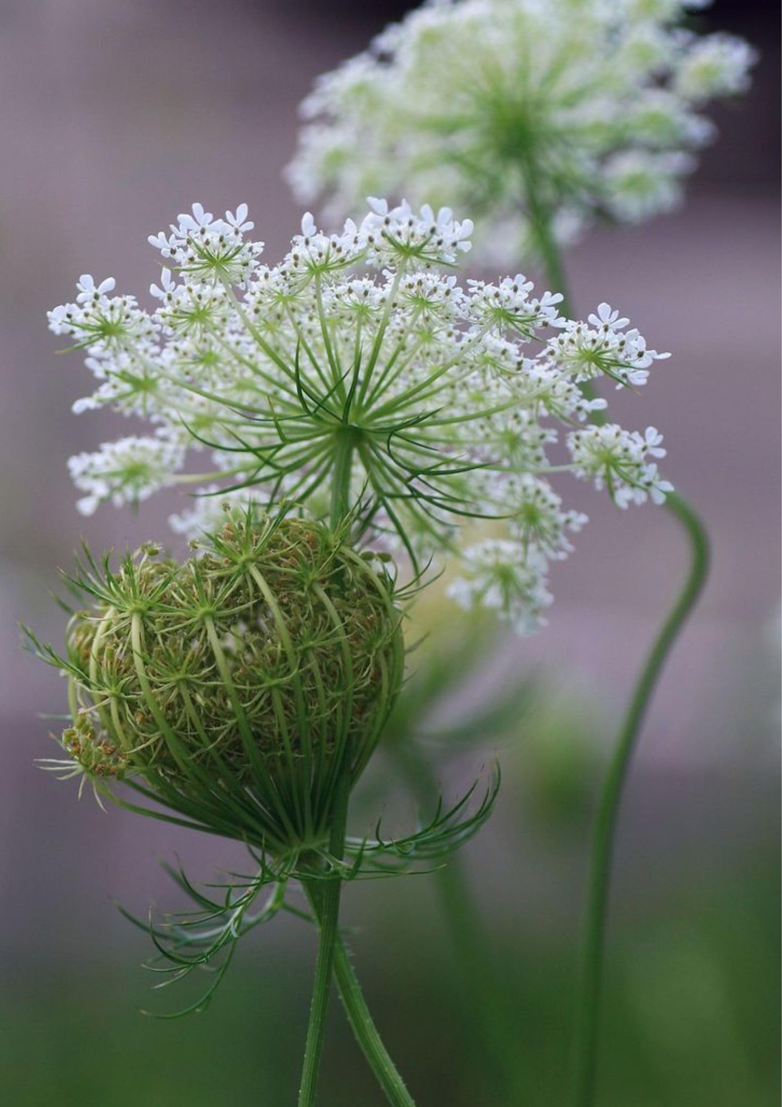 Garden® Imported Queen Anne's Lace Flower Seeds For Kitchen Gardening (Pack Of 100 Seeds)