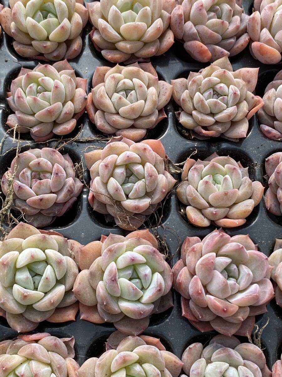Amazon.co.jp: 20 Strains Y187 Succulent Plants Echeveria Ice Sugar