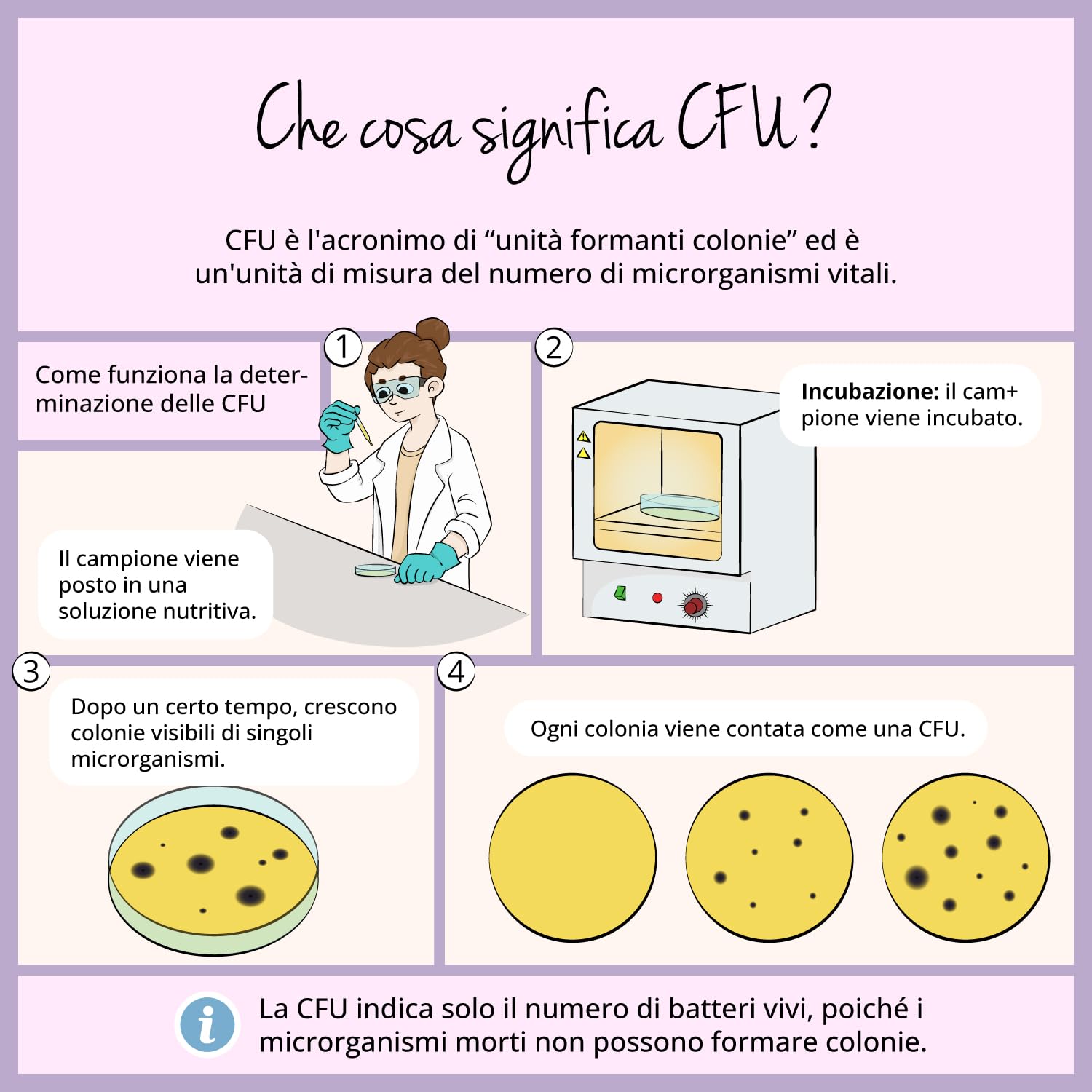 Probiotici Donna | 35 Miliardi UFC/giorno da 6 Ceppi Batterici | con Mirtillo Rosso, Vitamine, Lattobacilli e Bifidobatteri | per Flora Intima e Vie Urinarie | 60 capsule | Vegan | Vegavero