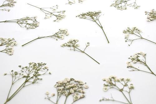 Miniatura 4 de 100 flores secas de aliento prensadas blancas a granel, ramo de ramas de gypsophila blanco marfil para invitaciones de resina, arte de boda,