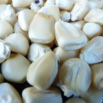 بذور الذرة البيضاء المفضلة لدى سائقي الشاحنات - 1 رطل 1280 بذرة - غير معدلة وراثيًا، مفتوحة التلقيح، موروثة، بذور بستنة الخضروات