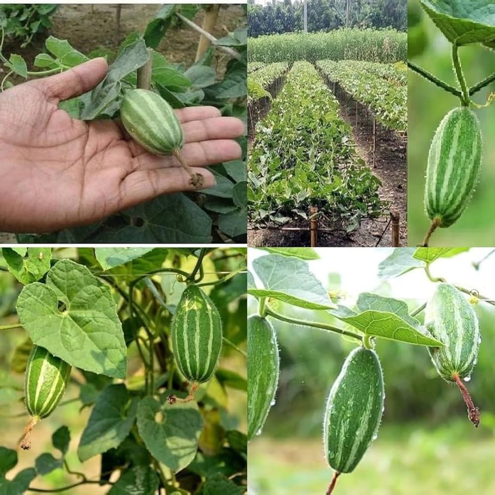 Parwal Pointed Gourd Potol Plant Pack of 4 – 1 Male & 3 Female Live Vegetable Plants for Home Garden, High Yielding, Healthy & Vigorous Vines