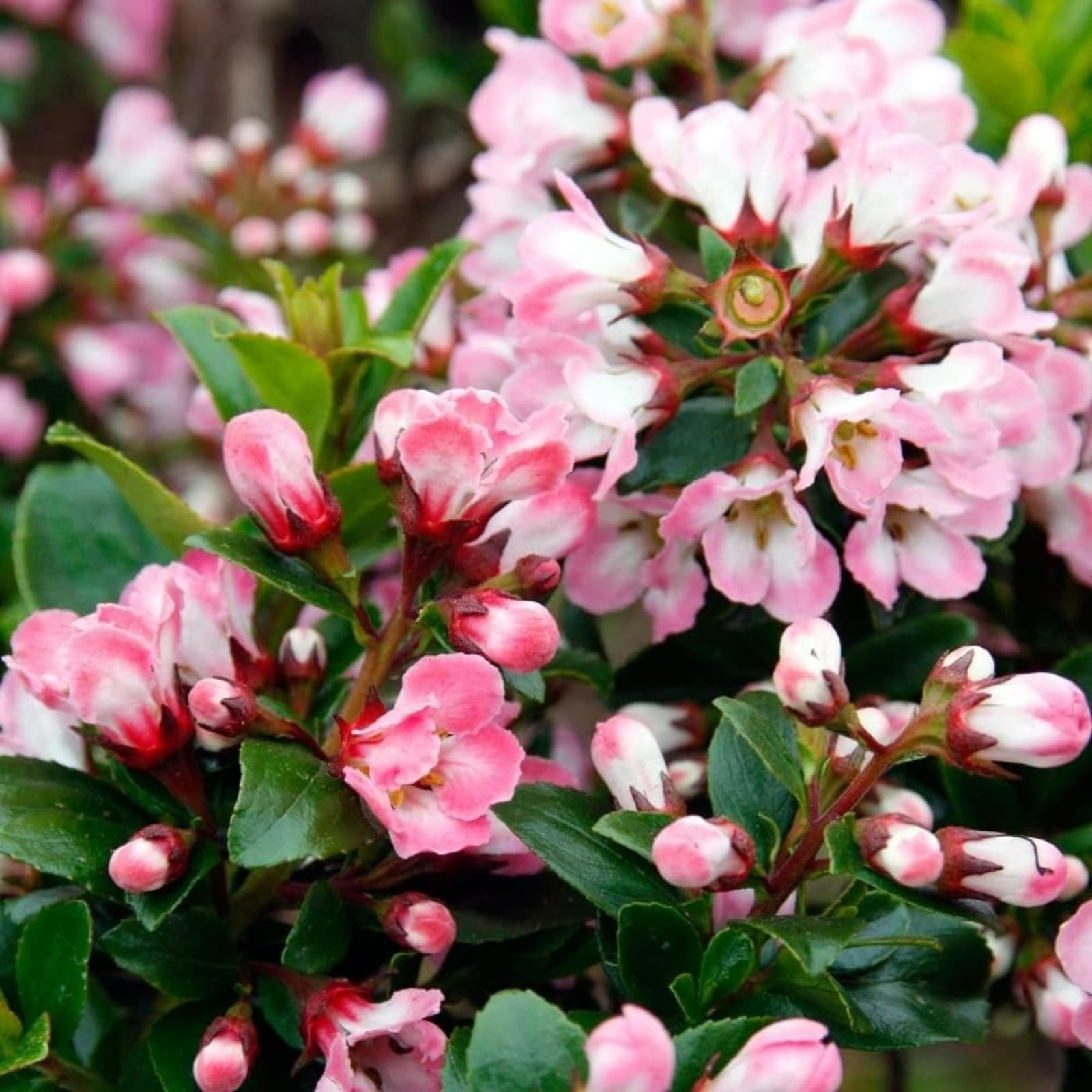 Escallonia 'Apple Blossom' in 9cm Pot - Pinky-White Flowering Hardy Evergreen Shrub (2 Plants)