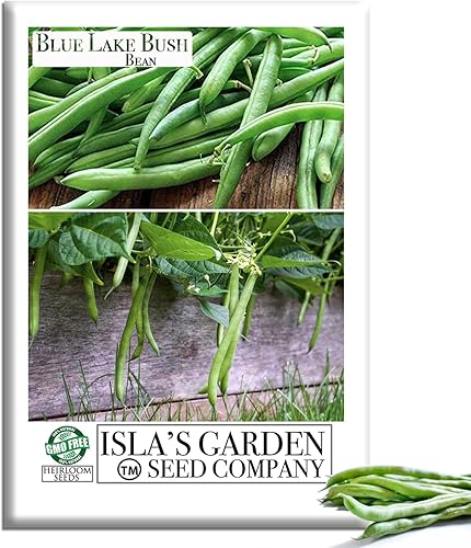 Blue Lake Bush Green Bean Seeds, más de 50 semillas tradicionales por paquete, semillas sin OMG, (semillas de jardín de Isla), nombre botánico