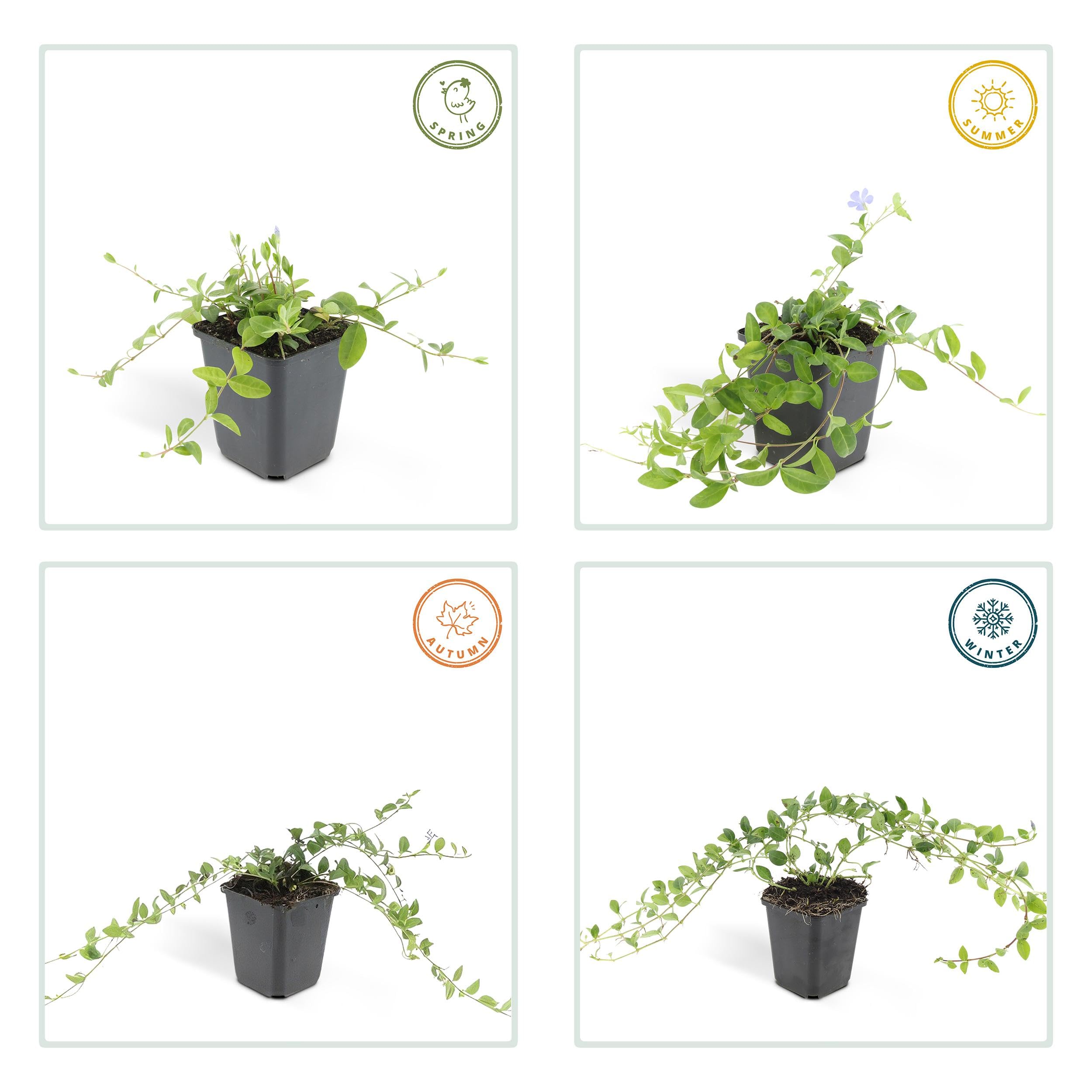 Vinca minor 'La Grave' | 6 stuks - 10-25cm - Ø9cm - Planta de jardín