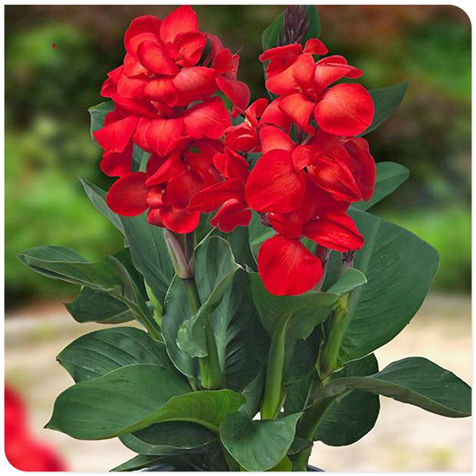 Canna Lily Bulbs Mix Flowering, Canna Lily Tubers, Canna Lily Grow Fast. Exotic, Excellent Display, Canna Lily Easy to Plant, Canna Lily Hardy Perennial Canna Plants UK,-1bulbs-F
