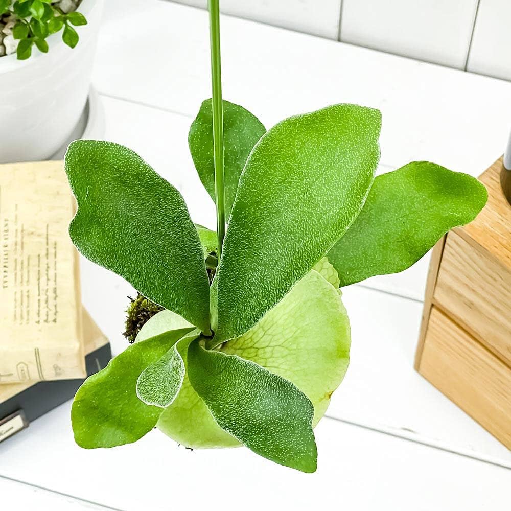 Amazon.co.jp: PLANCHU 観葉植物 苔玉 ビカクシダ ビフルカツム