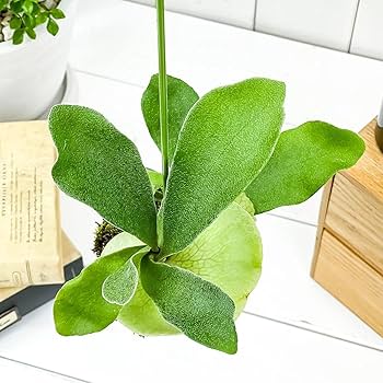 大型サイズ約16株！ビカクシダ ビフルカツム 苔玉② 大型サイズ約16株！ビカクシダ ビフルカツム 苔玉② 大型サイズ