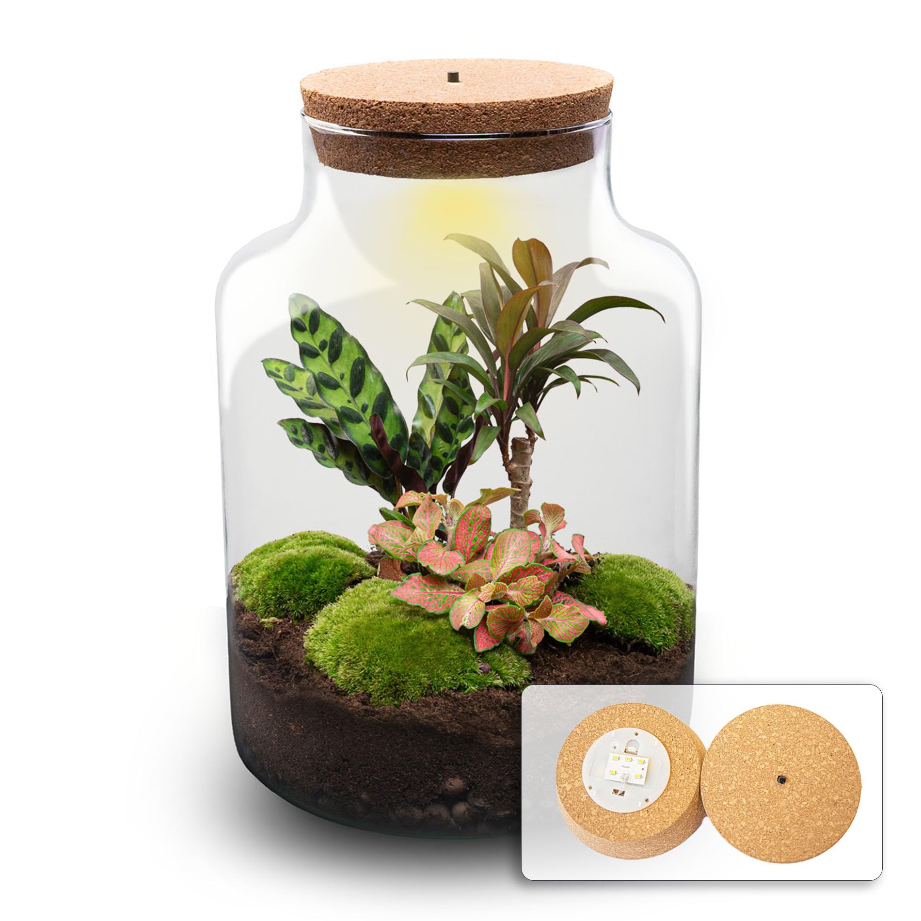 urbanjngl - Milky Palm Pflanzen Terrarium mit Licht - DIY Kit für EIN lebendiges Ökosystem - Durchmesser 21 cm, Höhe 30 cm - Ideal für Pflanzenliebhaber
