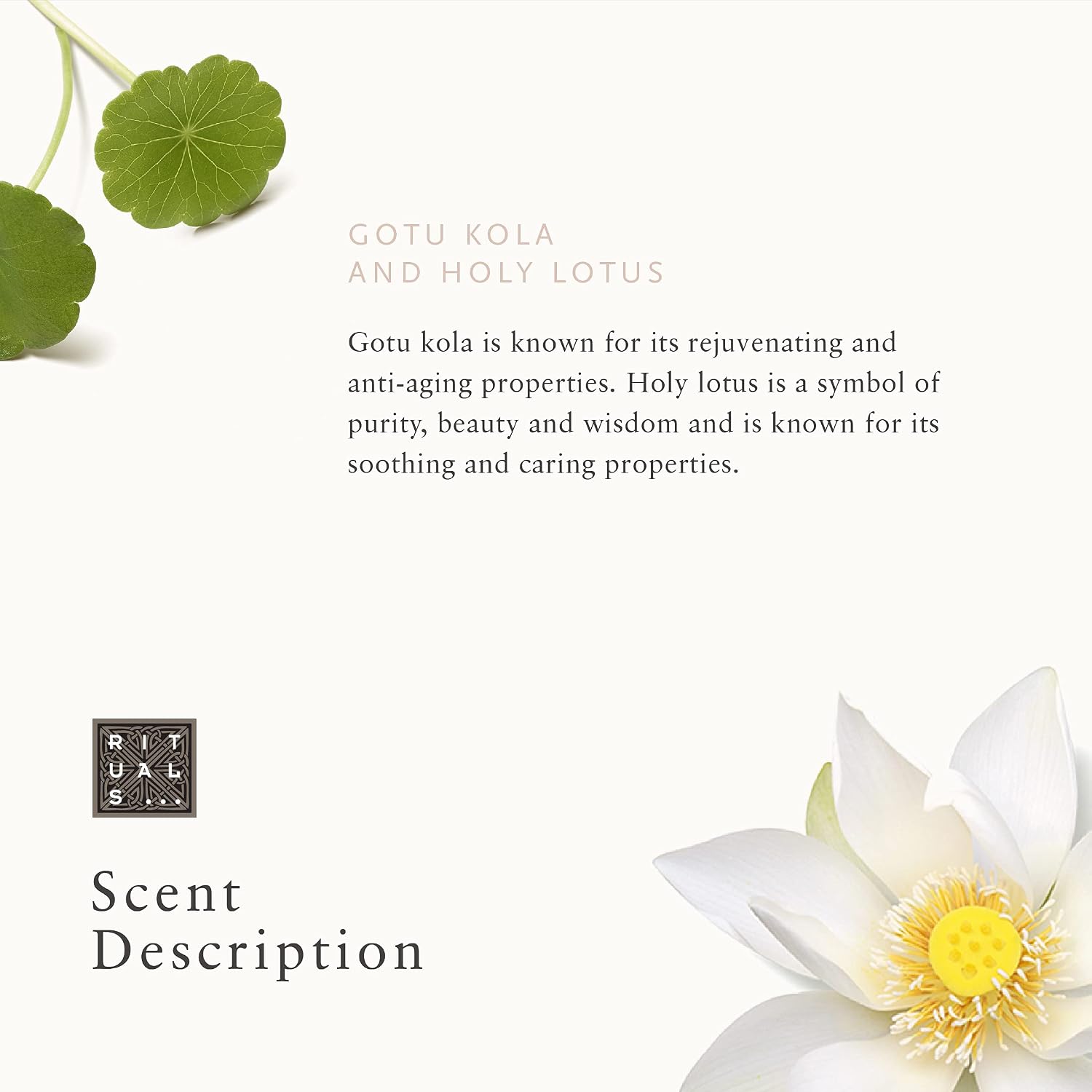 RITUALS The Ritual of Namaste Natural Active Firming Night Cream Refill with Gotu Kola and Holy Lotus - 1.6 Fl Oz image 5