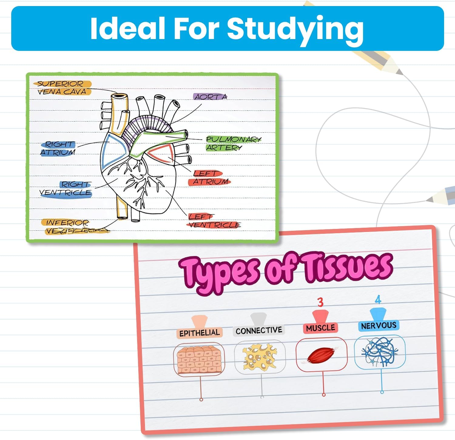 Oxford Ruled Index Cards 3"x5" (500 Cards) & Oxford Filler Paper 8"x10-1/2" (500 Sheets) - Wide Ruled, 3 Hole Punched, Ideal for Study Flashcards, Notes, Recipes, and Organizing - School & Office Use