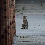 Review Image by Jonnys Bazar Jonnys Bazar