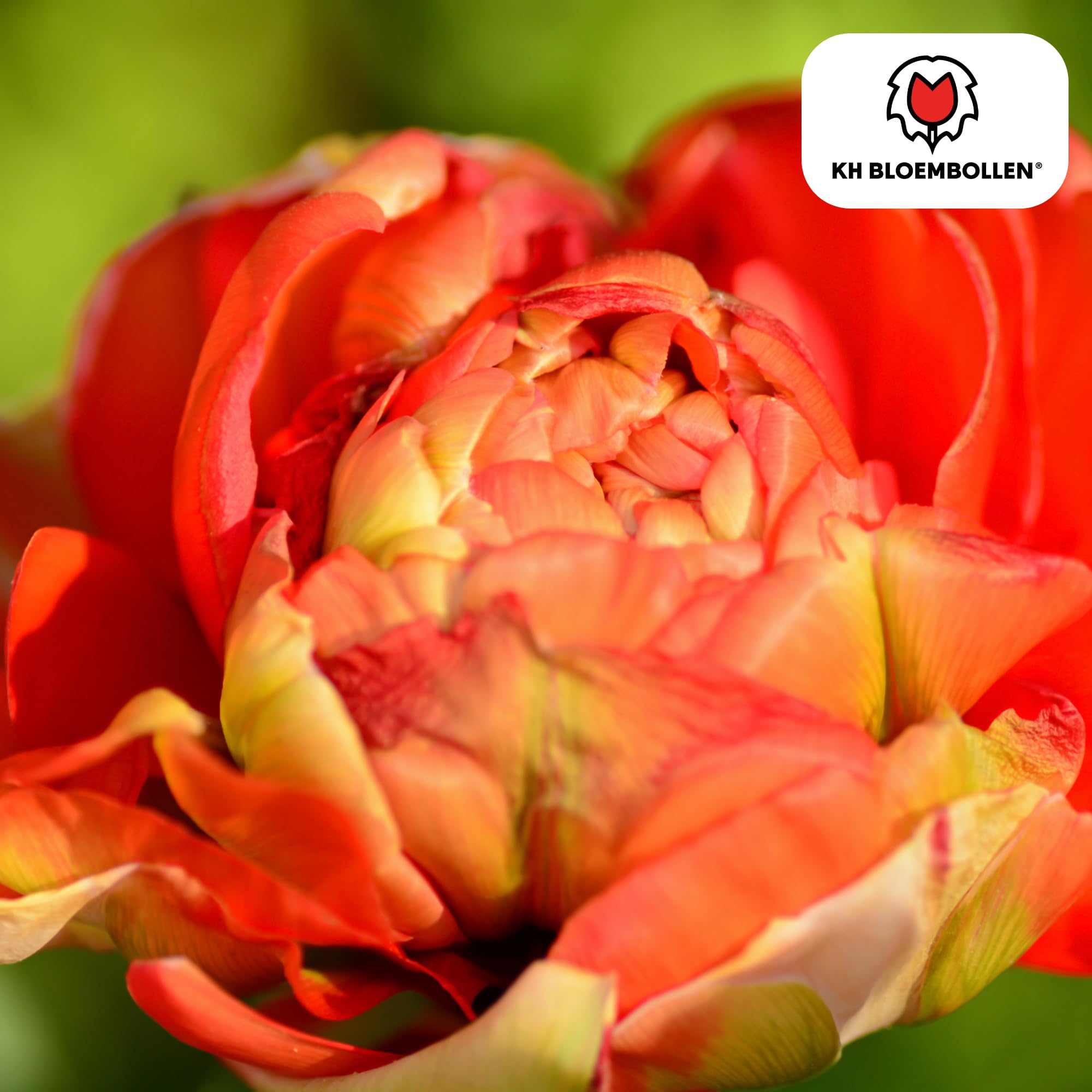 Bulbos Tulipán Gudoshnik Double, para Jardín, Multicolor, Set de 20 Bulbos