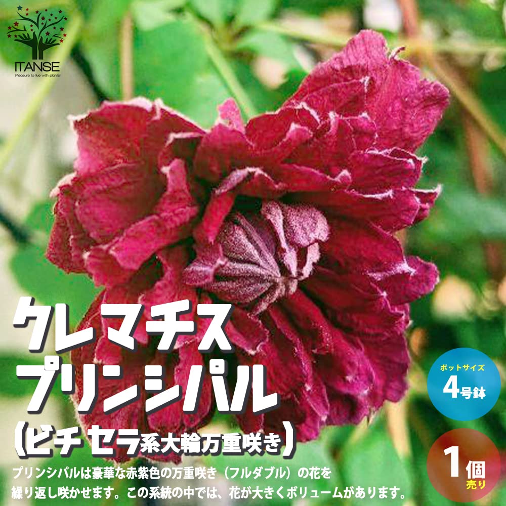 Amazon.co.jp: クレマチス・プリンシパル(ビチセラ系大輪万重