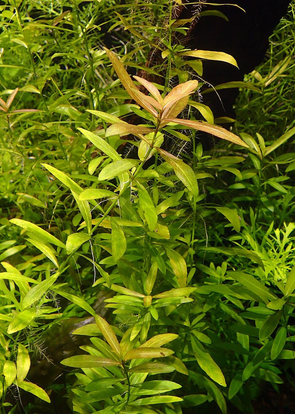 Hygrophila Freshwater Aquarium Plant Natural Oxygen Plant for Fish Tank Home Garden Decoration (3 Healthy Live Plant)-picture-17