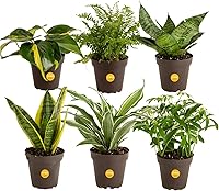 Vista 10 de Costa Farms Clean Air – Colección de plantas de casa de vivo O2 para ti, 4 unidades, incluye lirio de paz, planta de serpiente, palma de salón