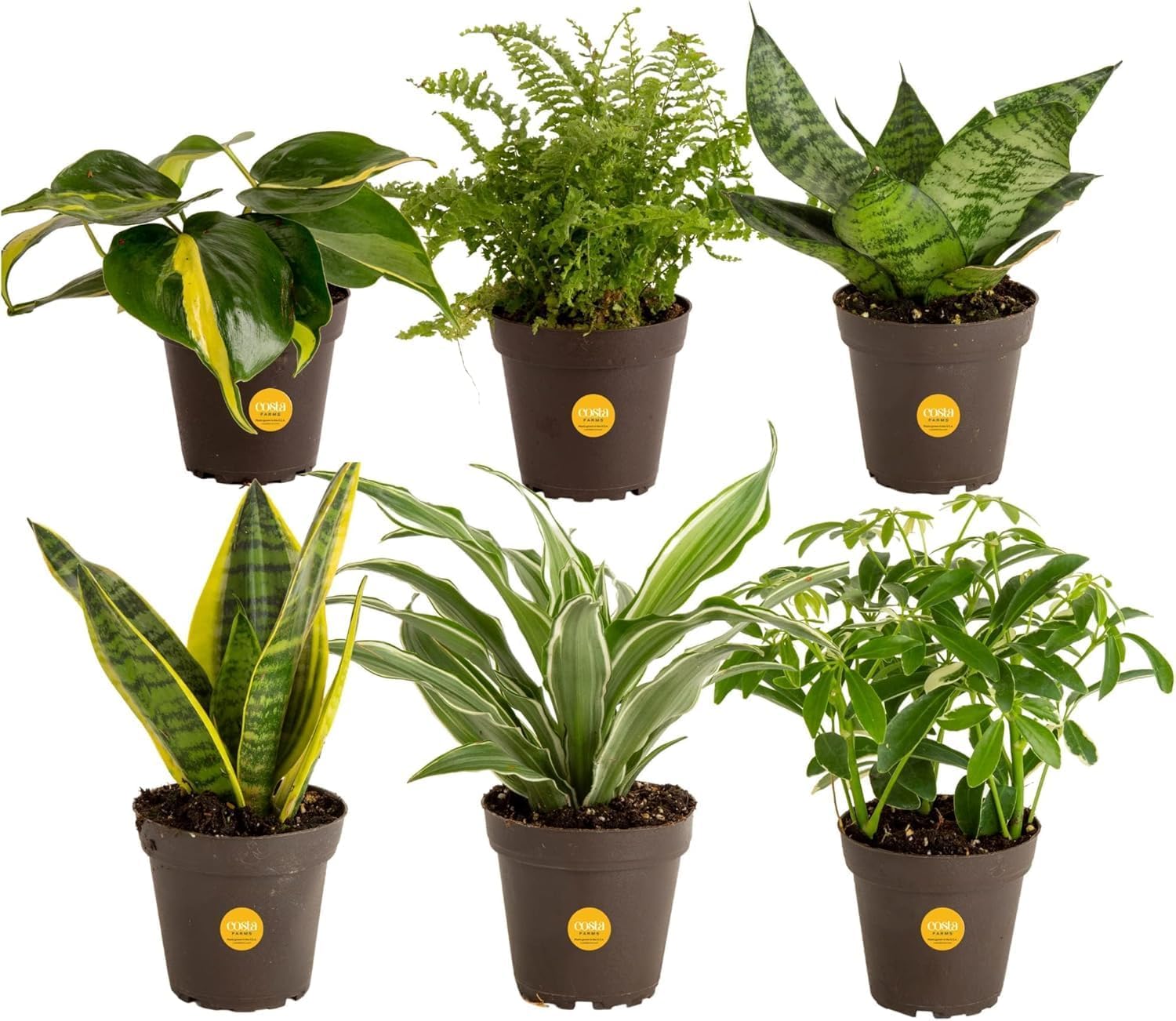 Costa Farms Live Indoor House Plants (6-Pack), Hand Selected Easy to Maintain Indoor Assorted Houseplants, Curated Air Purifying Mix, Low Light, Home Office Decor Plant Gift