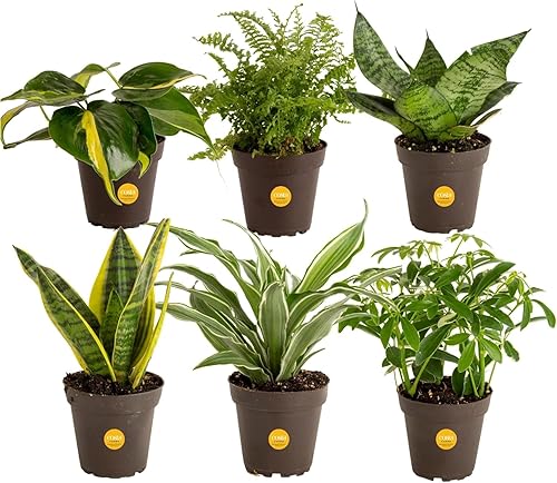 Costa Farms Live Indoor House Plants (6-Pack), Hand Selected Easy