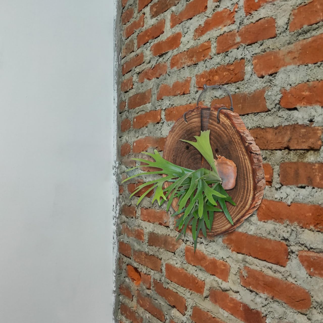 DOITOOL Staghorn Fern Mounting Board, Wood Hanging Wall Planter for Vertical Plant, Wall Hanging Board for Platycerium Orchids