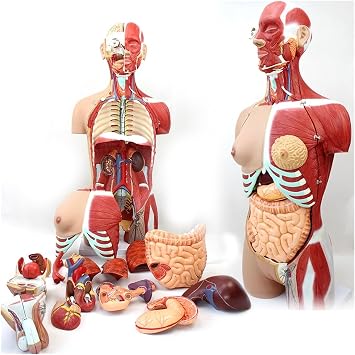 Dual-Sex Human Torso Model,85cm/33.5in Life- Size Has 29 Removable Human Organs Half-Body Torso Model,for School Medical Education Display, Teaching Training Aid