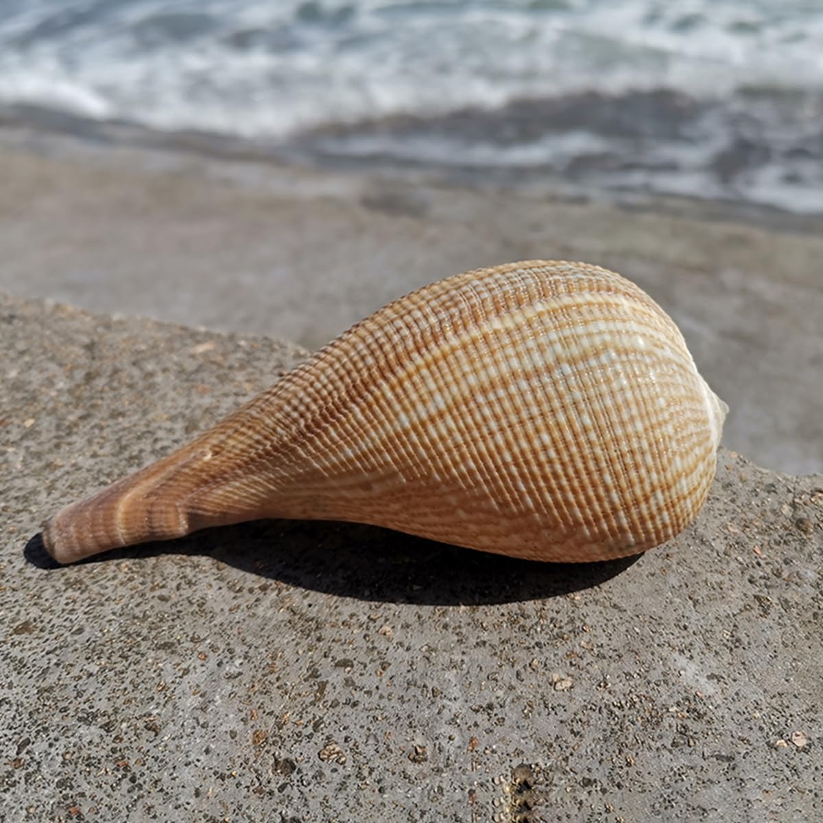 Amazon.co.jp: 大きな天然の珍しい貝殻、黄色の巨大な海の巻貝 5〜12