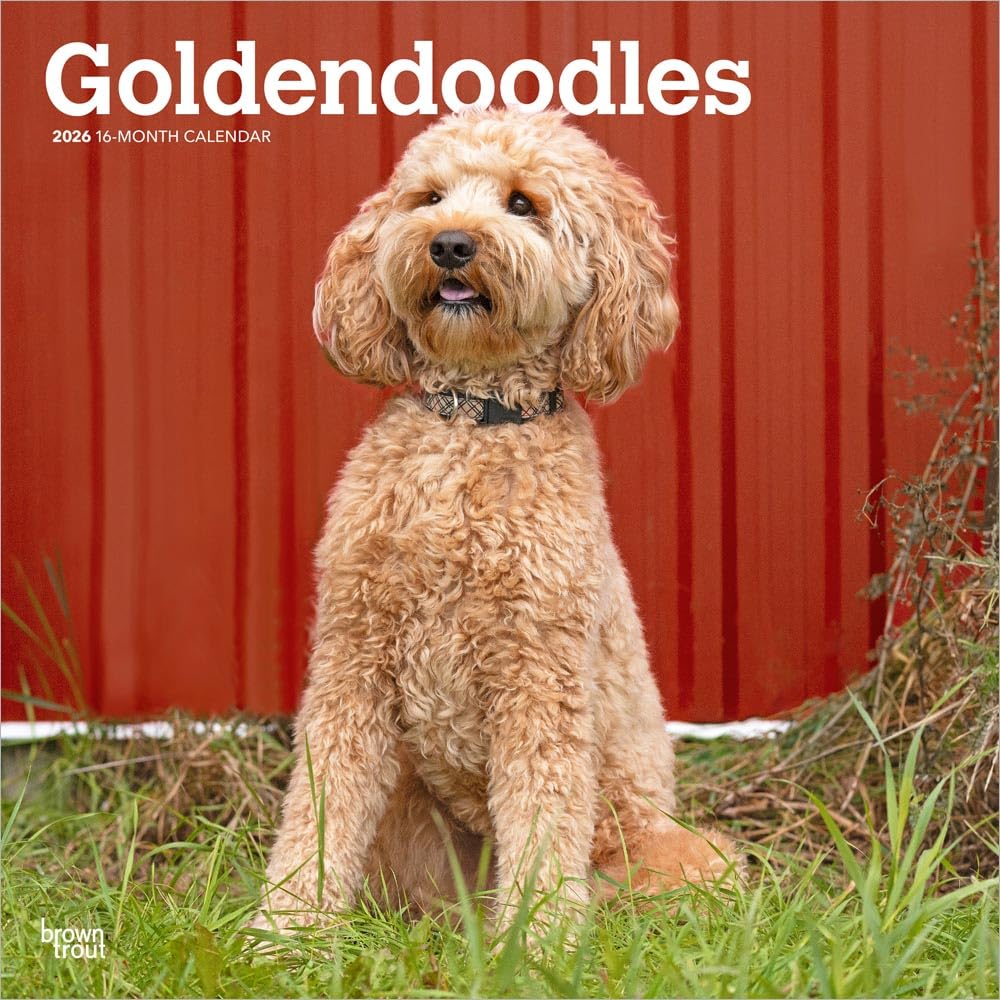 Goldendoodles - Goldendoodle 2026 - 16-Monatskalender: Original BrownTrout-Kalender [Mehrsprachig] [Kalender]