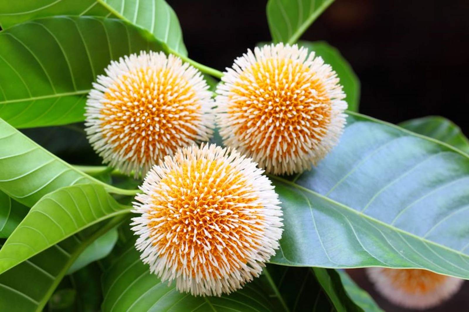 SHOP 360 GARDEN Kadam tree Seed - Neolamarckia cadamba seeds - Anthocephalus cadamba Seed - Pack of 10 grams (B07VNBN151) Amazon Price History, Amazon Price Tracker
