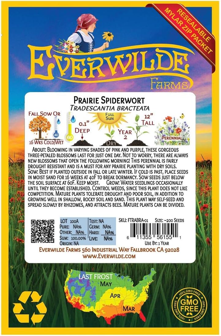 Everwilde Farms - 200 Prairie Spiderwort Native Wildflower Seeds - Gold Vault Jumbo Seed Packet