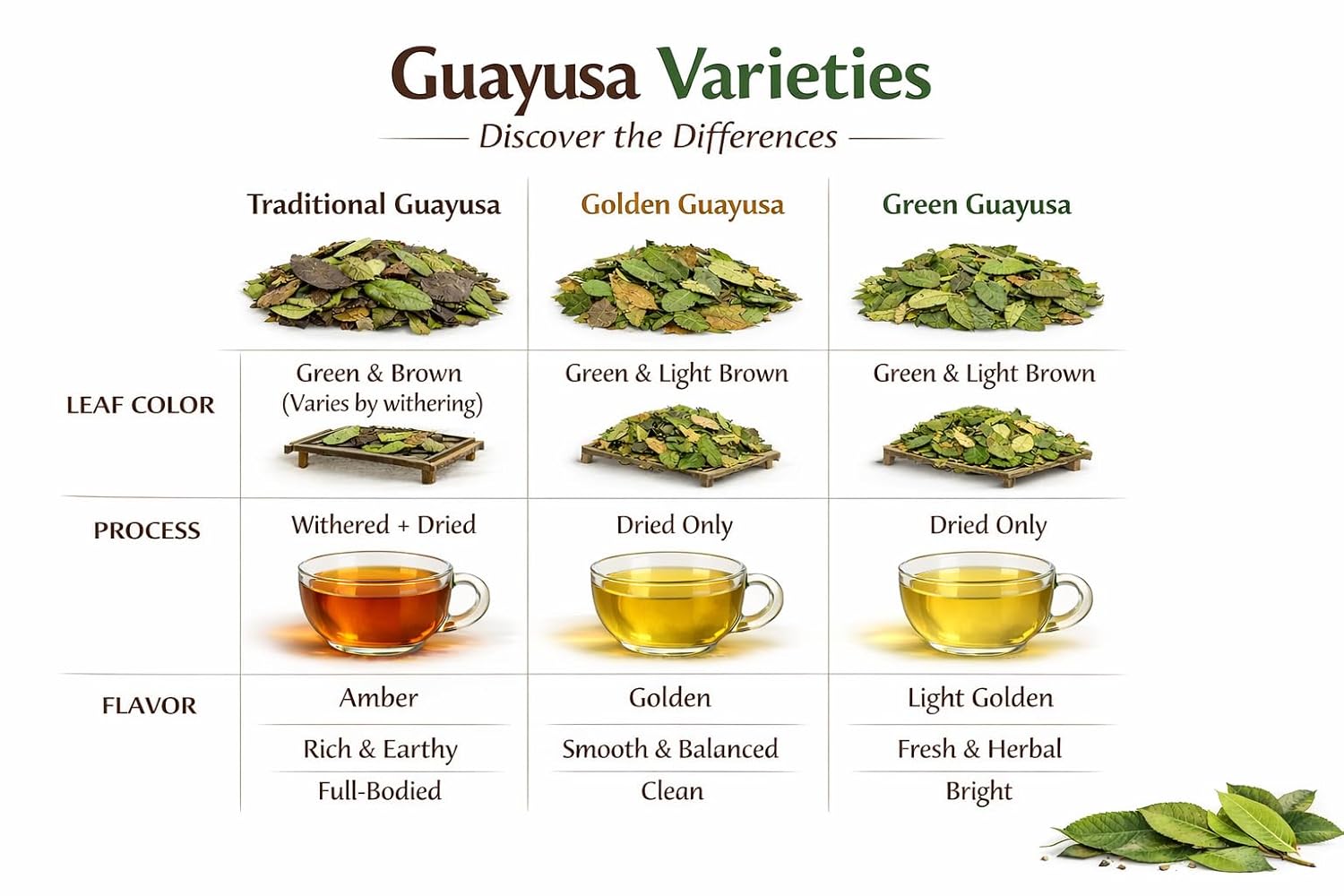 Guayusa Loose Leaf Tea by PACHA | 66mg Caffeine | Naturally High in Antioxidants, L-Theanine & Theobromine | Sustained Energy Herbal Tea (2 Pound (Pack of 1), Golden Guayusa)