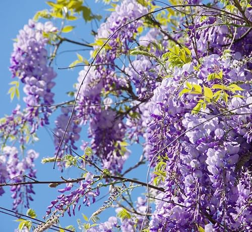 20 Purple Wisteria Vine Seeds Flowering Bonsai Tree Seeds Indoor Outdoor Growing Perennial All Year Planted Can Grow In Pot #TOP1