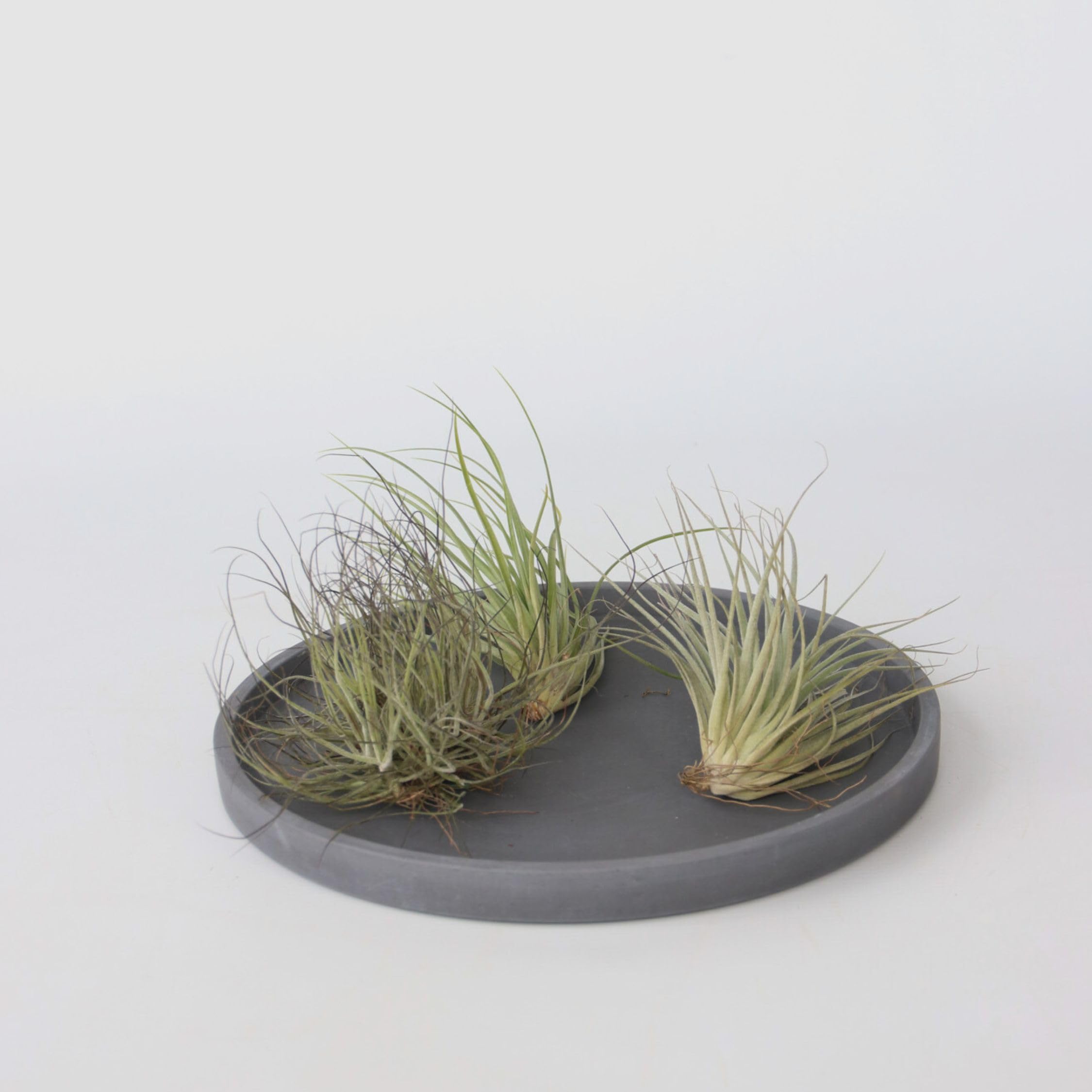 Plant in a Box - Miscela di piante di Tillandsia - Set di 10 - Piante aeree vere - Piante da appartamento - Altezza 5-15cm