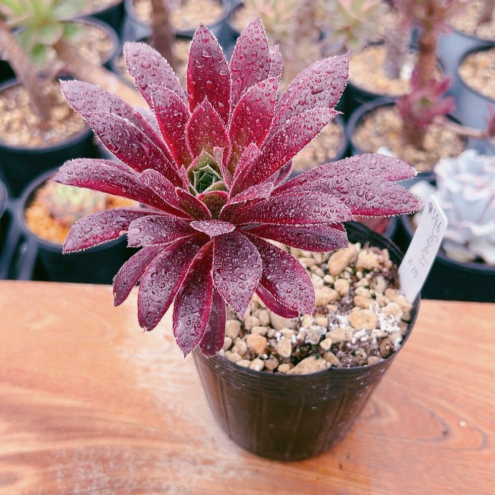 孔雀白錦 アエオニウム 多肉植物 32#多肉植物アエオニウム錦❤️孔雀白錦❤️1大頭16cm拔き苗： 美苗 ID Pay | #孔3 アエオニウム