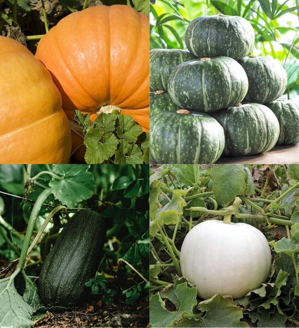 Desi pumpkin seeds for planting beez, Big pumpkin hybrid Kaddu Kumra seeds pack of 20-image-40