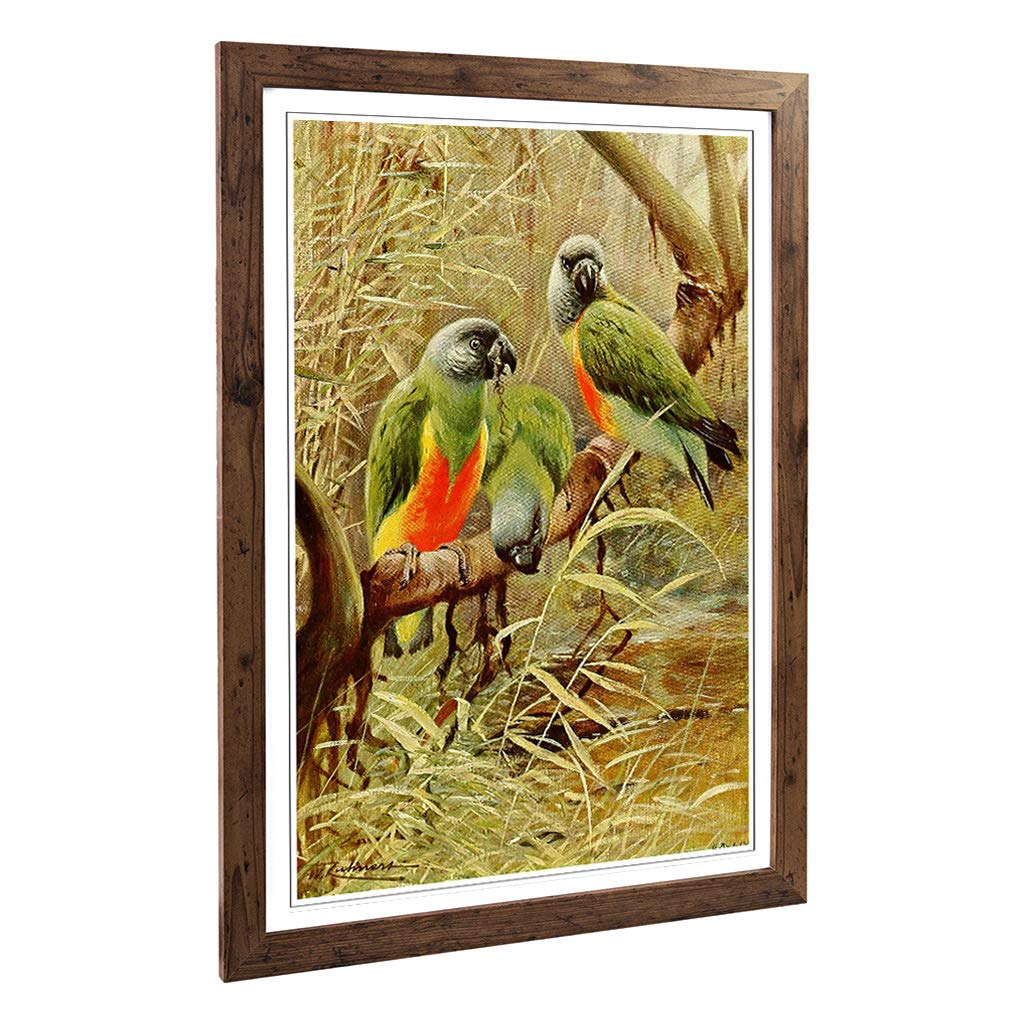 Big Box Art Framed Print of Vintage W Kuhnert Senegal Parrot Design | Wall Art Picture | Home Decor for Kitchen, Living Room, Bedroom, Hallway, Walnut, A2 / 24.5x18 Inch / 62x45cm
