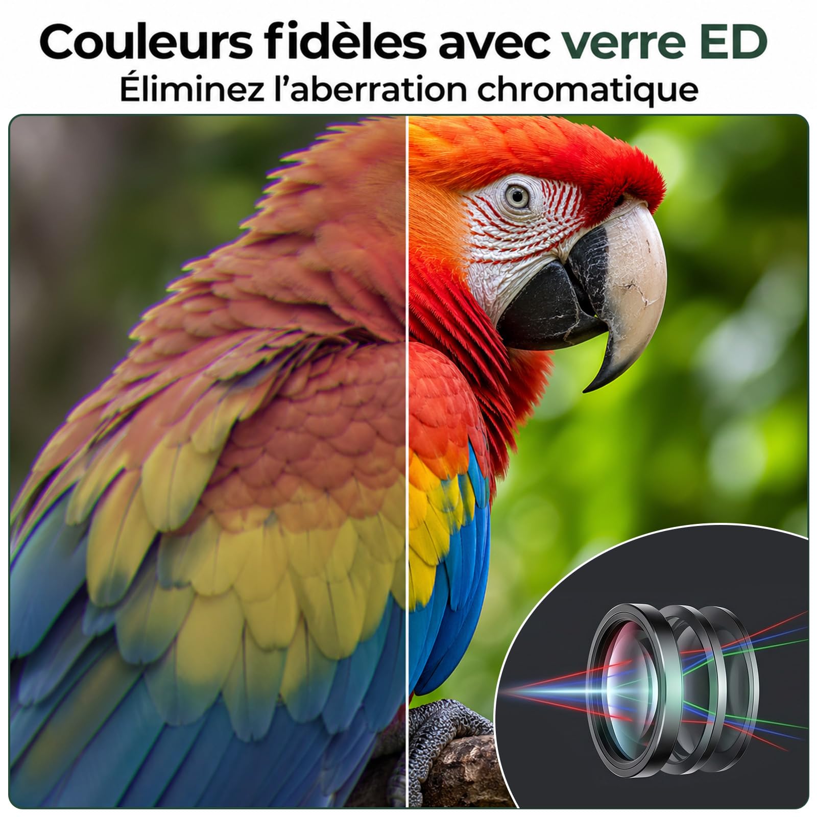 WELSPO Jumelles étanches pour l'observation des oiseaux et les voyages