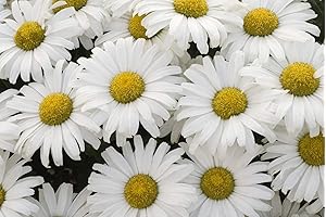 Proven Winners Shasta Daisy Perennial Plant