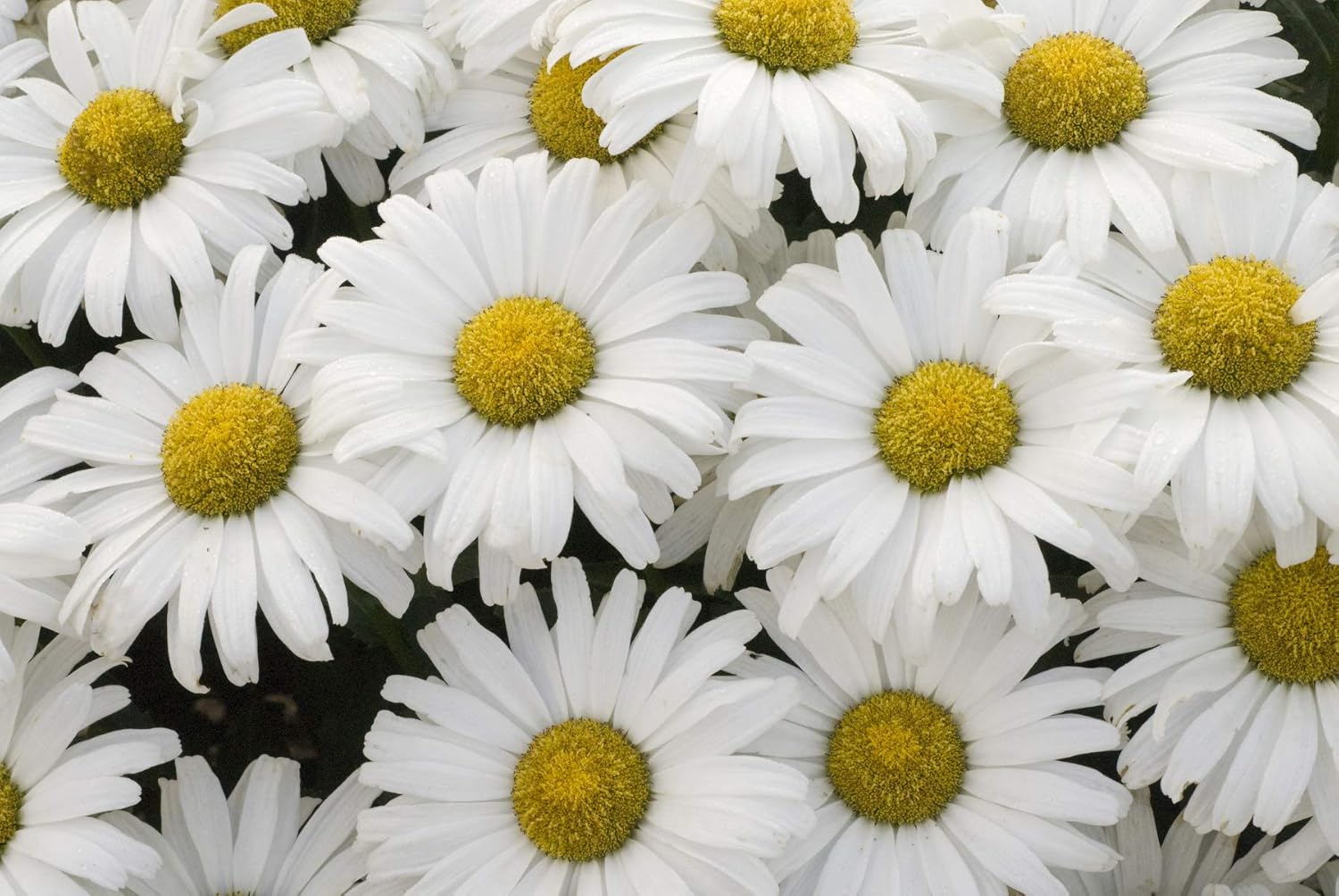 Proven Winners - Leucanthemum AMAZING DAISIES Daisy May (Shasta Daisy) Perennial, white flowers, 1 - Size Container