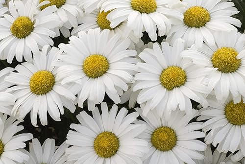 Ganadores probados - Leucanthemum Amazing Daisies Margarita Mayo (Margarita de la Tierra) Perenne, flores blancas, 1 - Tamaño Contenedor