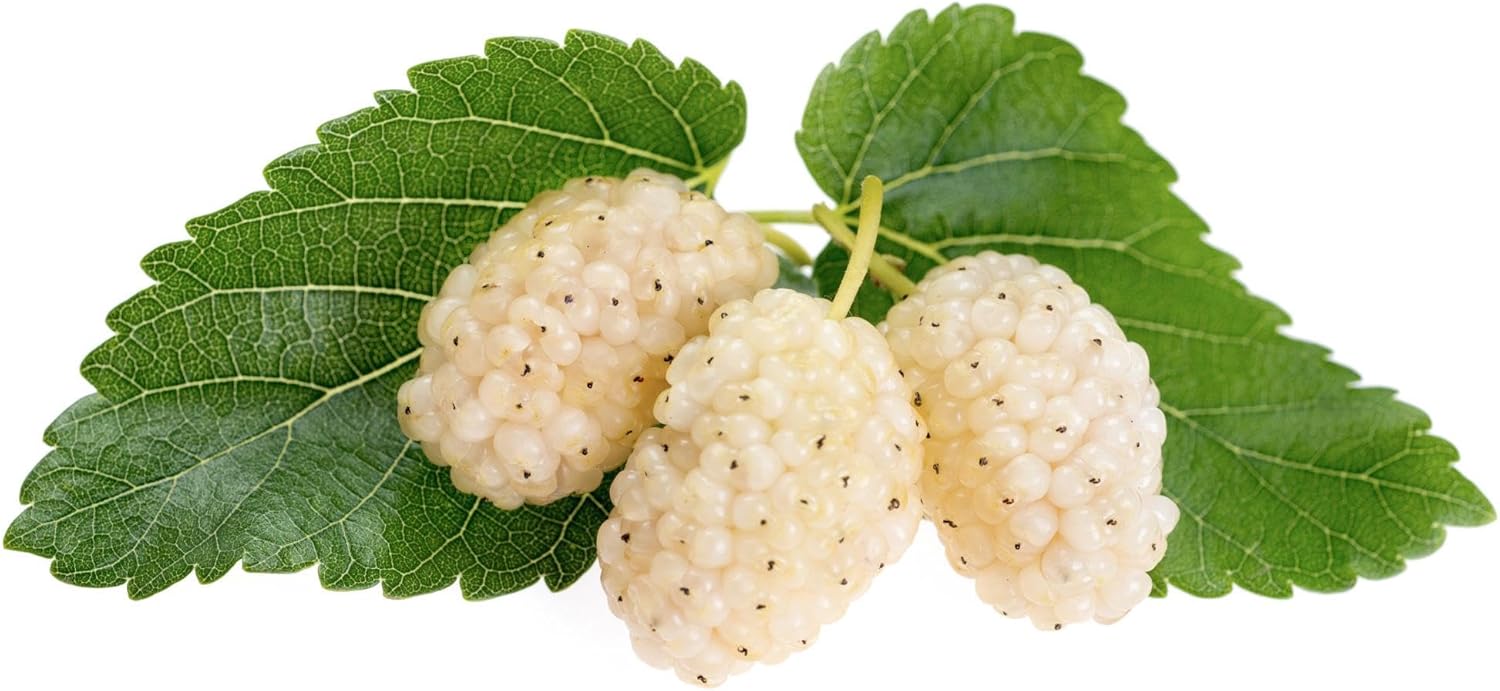 Live Mulberry Tree 1 Gallon Pot Dwarf Fruit Tree Sweet Edible Berries Fast Growing Container Friendly for Patio or Backyard Zones 7 to 10