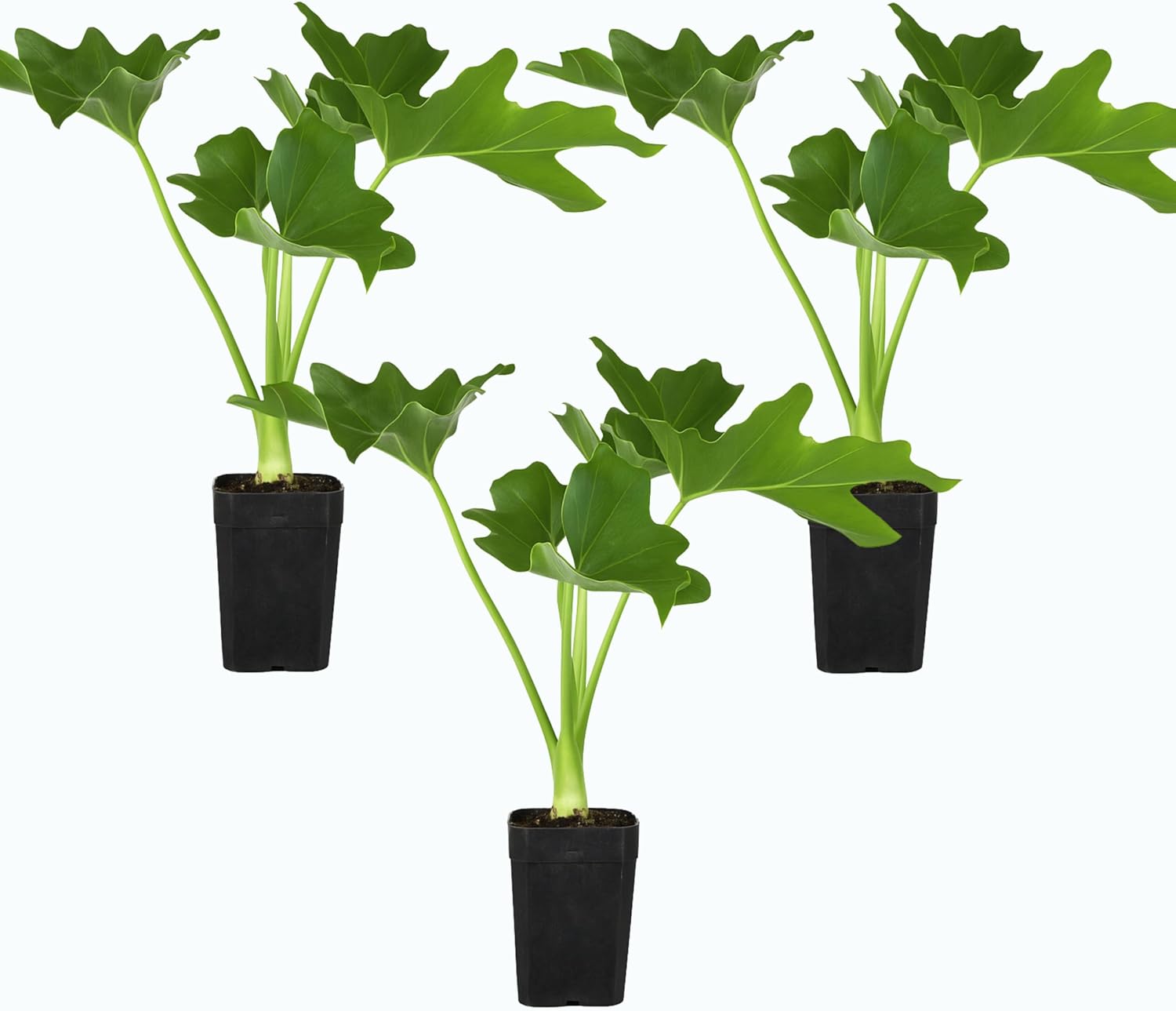 MyShelfie - Mini Philodendron Selloum Hope Starter Live Plant in 2-Inch Pot – Tropical Indoor Houseplant, Low Maintenance, Easy Care, Perfect for Home or Office Décor (3)