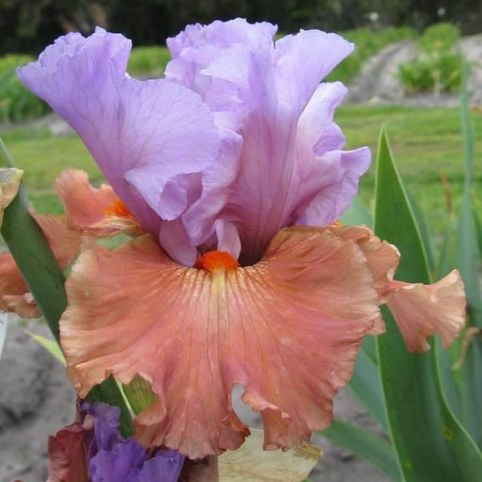 Iris Bulbs for Planting Now UK Ornamental Perennial Excellent Display Natural Organic Easy Plant Hard Greening Flower Good for Containers Unique.-3Bulbs-J — image 1