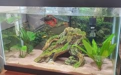 Review Image by Echo Morphis