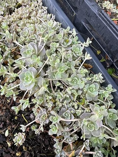 Succulent Plant, Size: 0.5”, Orostachys Malacophylla Var. Iwarenge - Chinese Dunce Cap About 7-8 Plants #TOP3