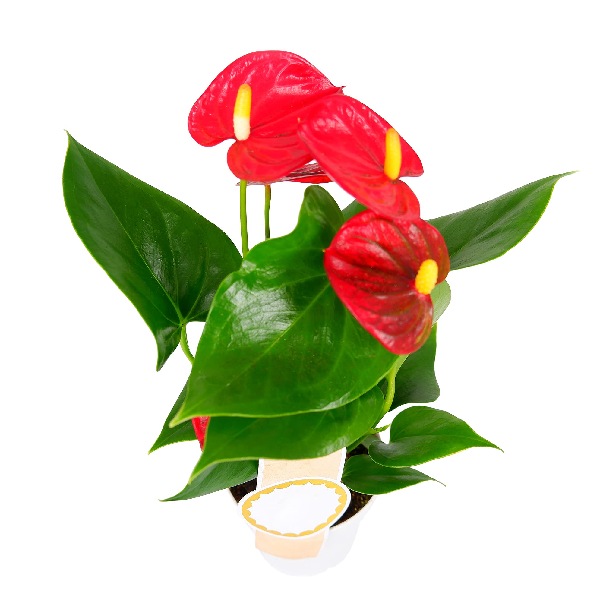 Carbeth Plants Anthurium - Flamingo Laceleaf Plant in a 11cm Pot