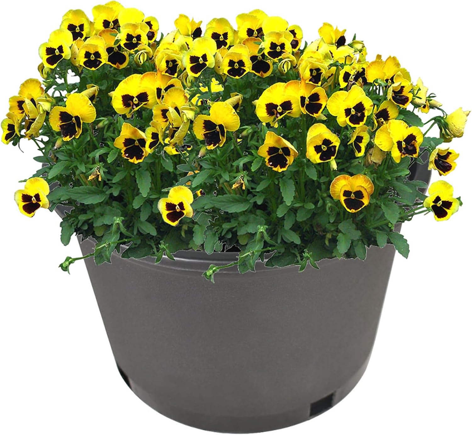 WFLNHB 10 Packs Short 2 Gallon Flexible Nursery Pot Plastic Gallon Pots for Plants Suitable for Indoor and Outdoor
