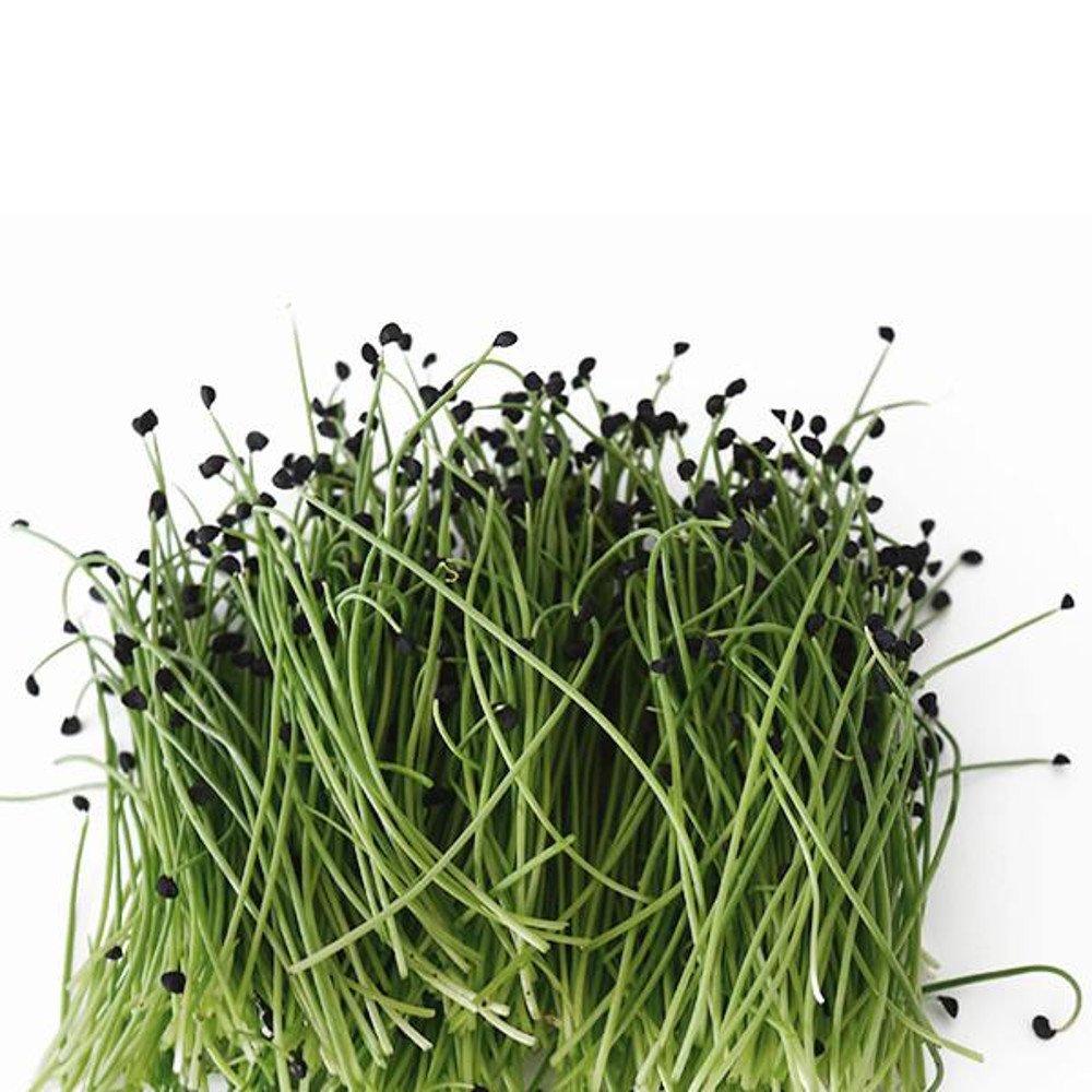 Onion Microgreens Seeds, Onions Micro Greens Seeds 100gm by AllThatGrows (B072196FC6) Amazon Price History, Amazon Price Tracker