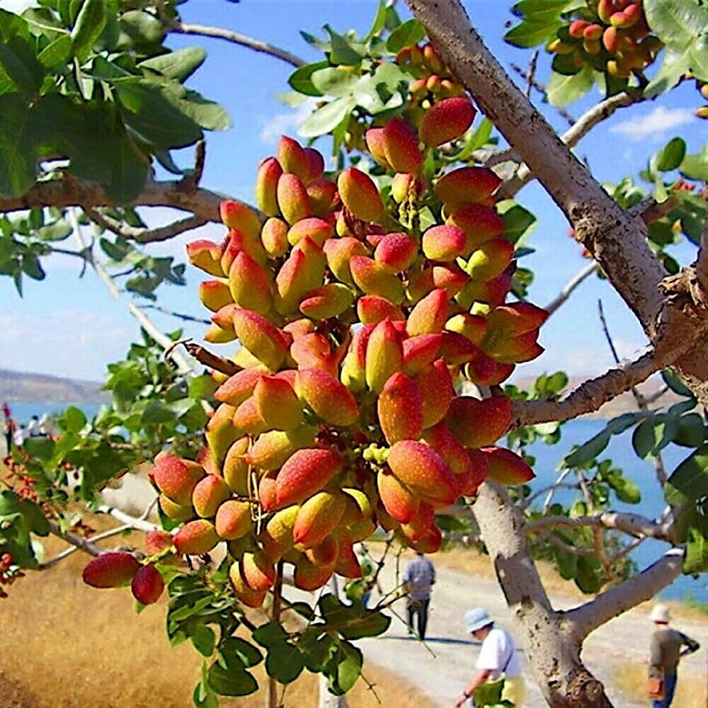 Amazon.com : HPGS 5 Seeds - Pistachio Nut Tree Seeds | Pistacia Vera  Hardy-Zone 7 Edible Garden Plant : Patio, Lawn & Garden