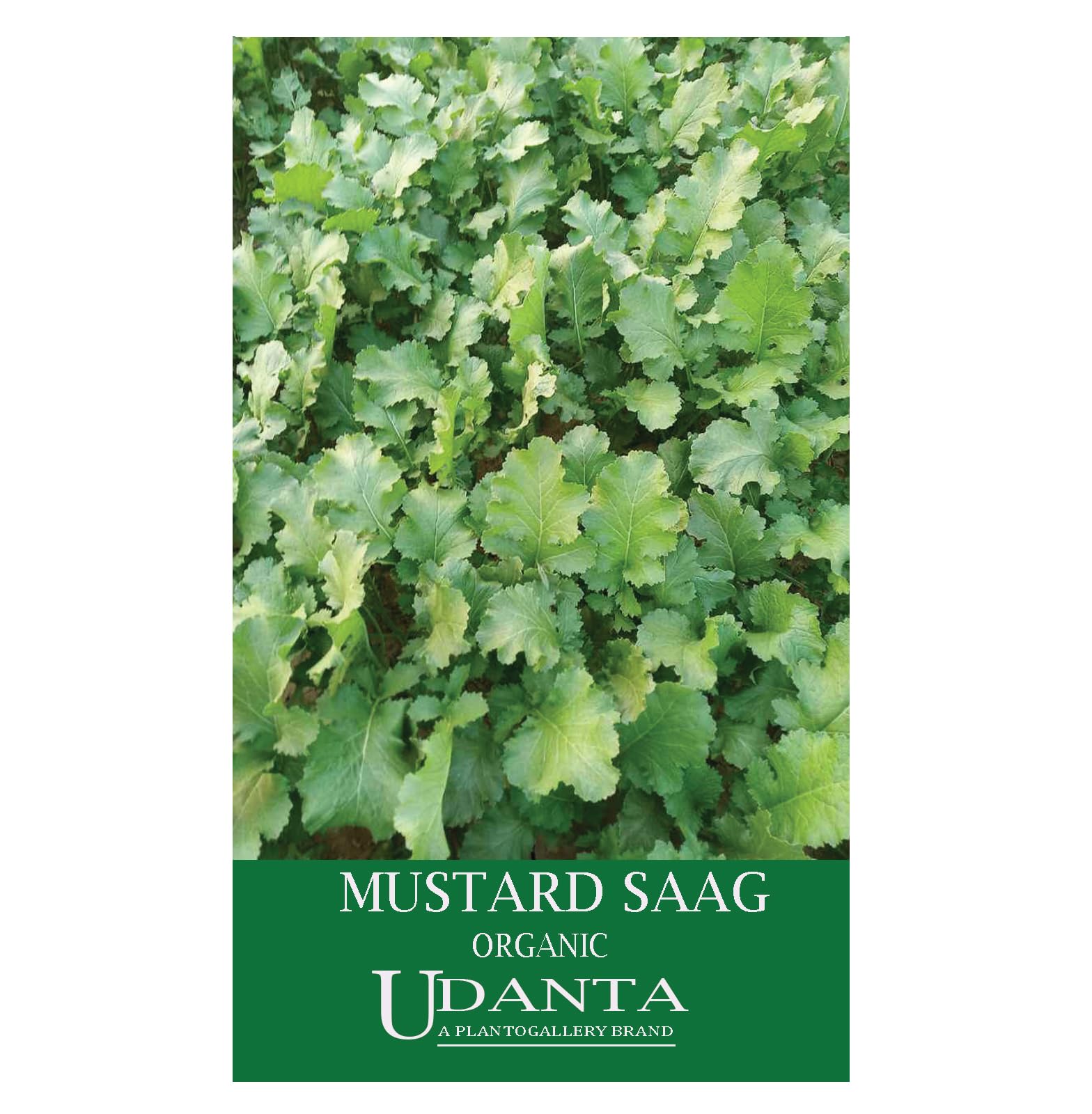Udanta Organic Mustard Seeds - Sarson Saag Vegetable Seeds For Gardening - 100+ Seeds Pack (B0BZFS2TK7) Amazon Price History, Amazon Price Tracker